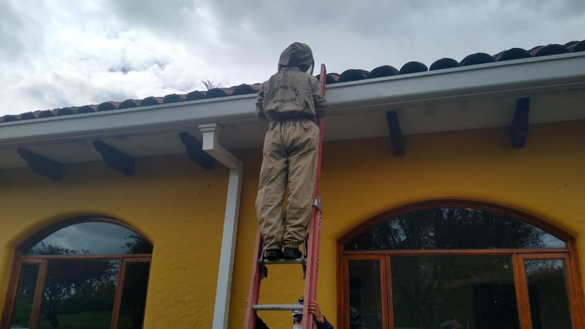 Verificación de enjambre de abejas