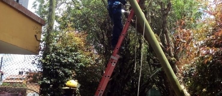 Tala de árbol