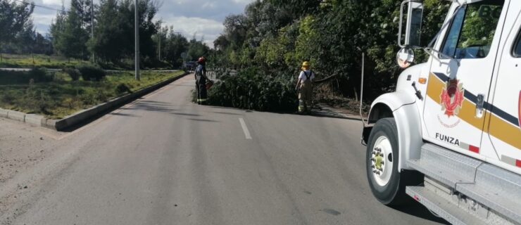 Caída de rama de árbol