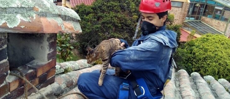 Rescate Animal