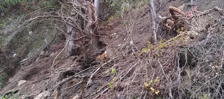 Desprendimiento de material vegetal