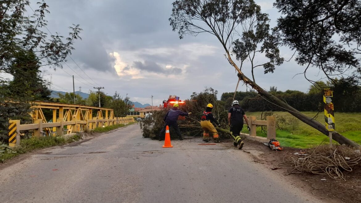 Caída de árbol