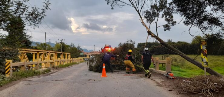 Caída de árbol