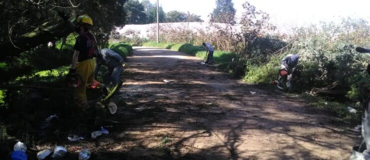 Apoyo corte de caída de árbol