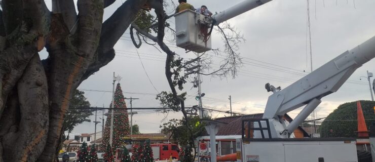Tronzado Ramas de Árbol