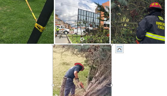 Árbol con riesgo de caída